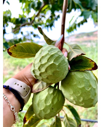 ORGANIC Chirimoya