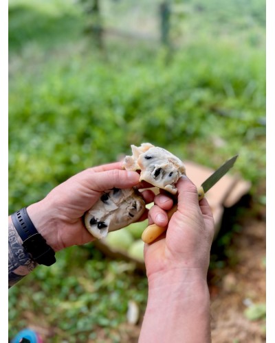 Chirimoya BIO | CHIRIMOYAS | En el corazón de la Costa del Sol, en una región bendecida por el sol y la brisa del Mediterráne...