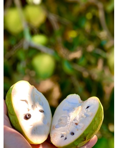 ORGANIC Chirimoya