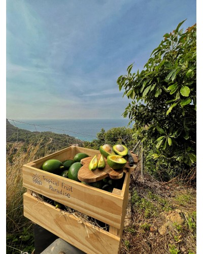 Aguacate Bacon BIO | AGUACATES | El Aguacate Bacon BIO se cultiva bajo el suave sol de la Costa del Sol, en un entorno natura...