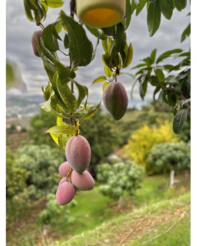 Mango Keitt BIO