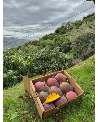 Mango Keitt BIO | MANGOS | El mango Keitt es reconocido por su textura firme, pulpa sin fibras y un sabor dulce y exótico, co...
