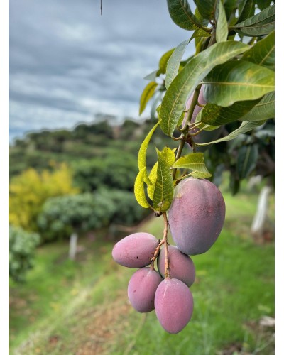 Mango Keitt BIO