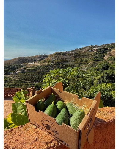 Aguacate Fuerte BIO | AGUACATES | Cultivado en un entorno privilegiado con clima subtropical y suelos fértiles, este aguacate...
