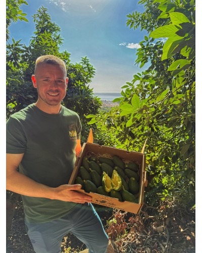 Aguacate Fuerte BIO