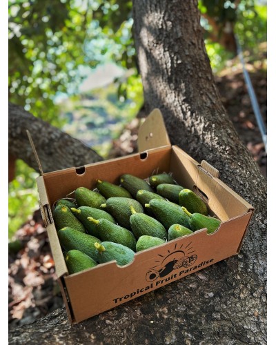 Aguacate Fuerte BIO