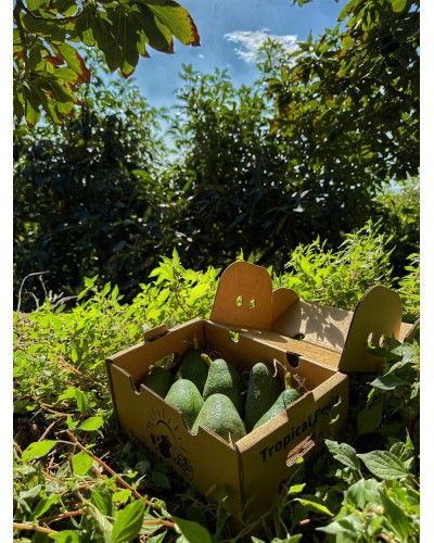 Aguacate Fuerte BIO